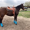 Adjustable Horse Leg Boots Breathable Sports Equine Guards Insect-Repellent Wraps Reduced Fatigue Equestrian Gear - Bule